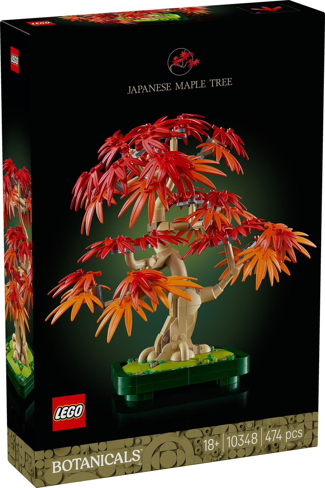 10348 - Japanese Red Maple Bonsai Tree